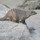 Image for article titled Zoo Keepers Use "Vicks Vap-O-Rub" To Help Mongooses Get Along